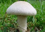 Mushrooms with a Taste of Death