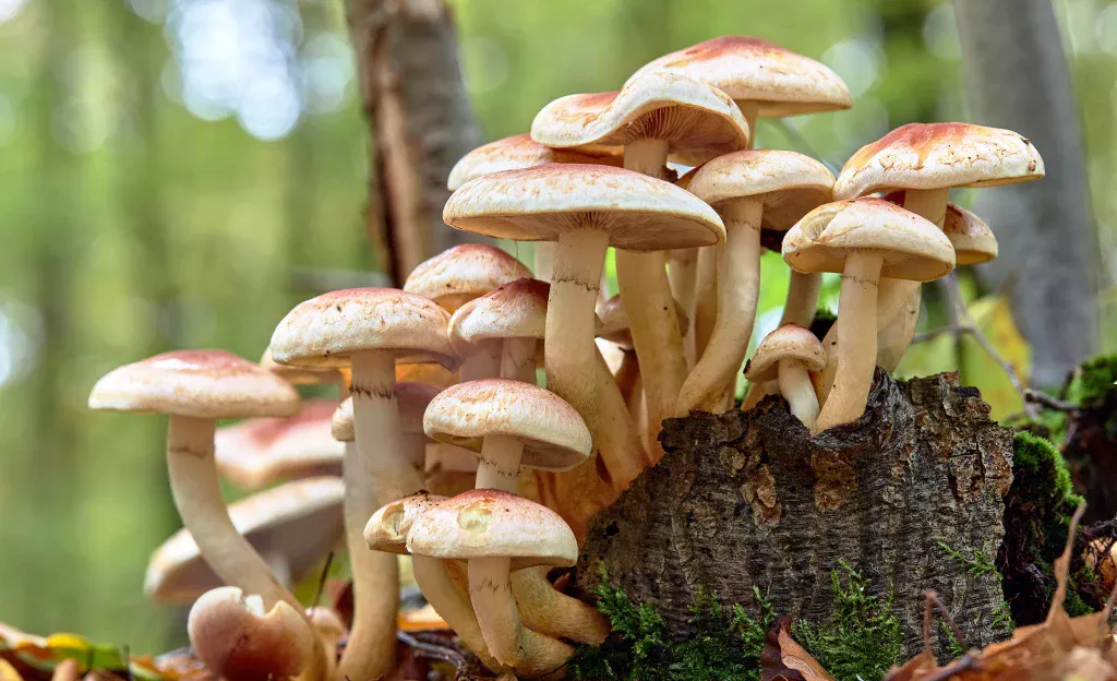 mushroom-3